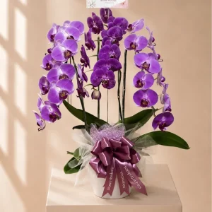 Amethyst Orchid