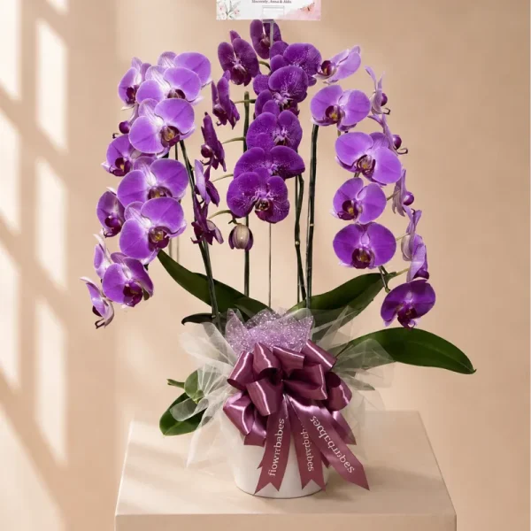 Amethyst Orchid (2) Amethyst Orchid