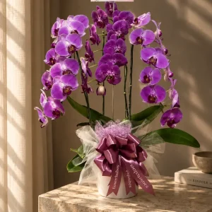 Amethyst Orchid Amethyst Orchid